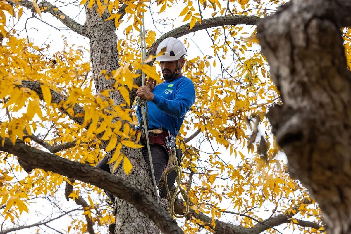 Skilled Tree Planing crew working in Carthage