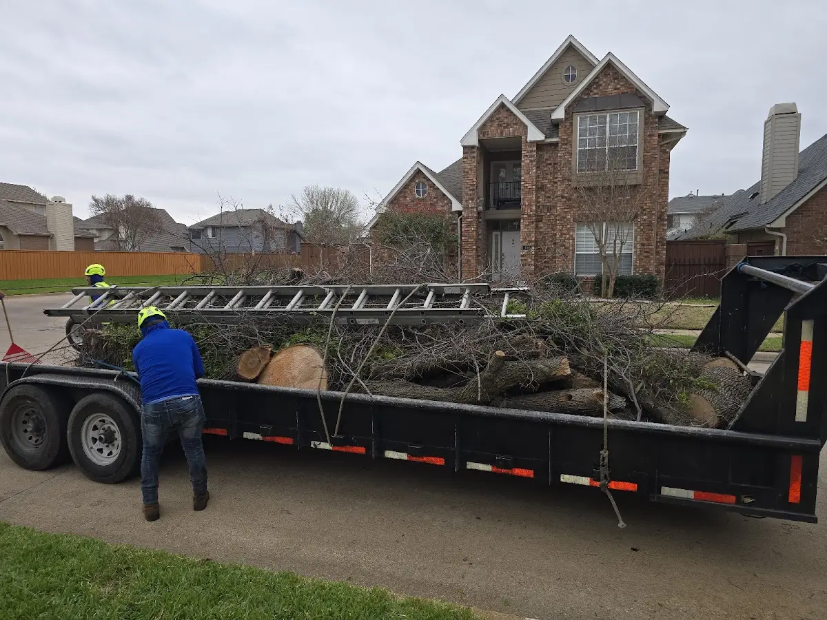 Expert Tree Fertilization with proper safety equipment in Carthage